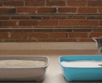 How to cat potty training বিড়ালকে Potty Train