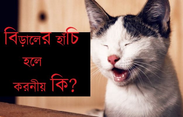cat sneez বা বিড়ালের হাঁচি