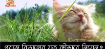 গরমে বিড়ালের যত্ন কীভাবে নিবেন How to Keep Cats Cool in Summer