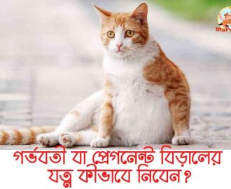 গর্ভবতী বা প্রেগনেন্ট বিড়ালের যত্ন কীভাবে নিবেন Pregnant Cat Care