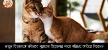 নতুন বিড়ালকে কীভাবে পুরাতন বিড়ালের সাথে পরিচয় করিয়ে দিবেন? How to Introduce Cats Fast
