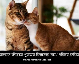 নতুন বিড়ালকে কীভাবে পুরাতন বিড়ালের সাথে পরিচয় করিয়ে দিবেন? How to Introduce Cats Fast