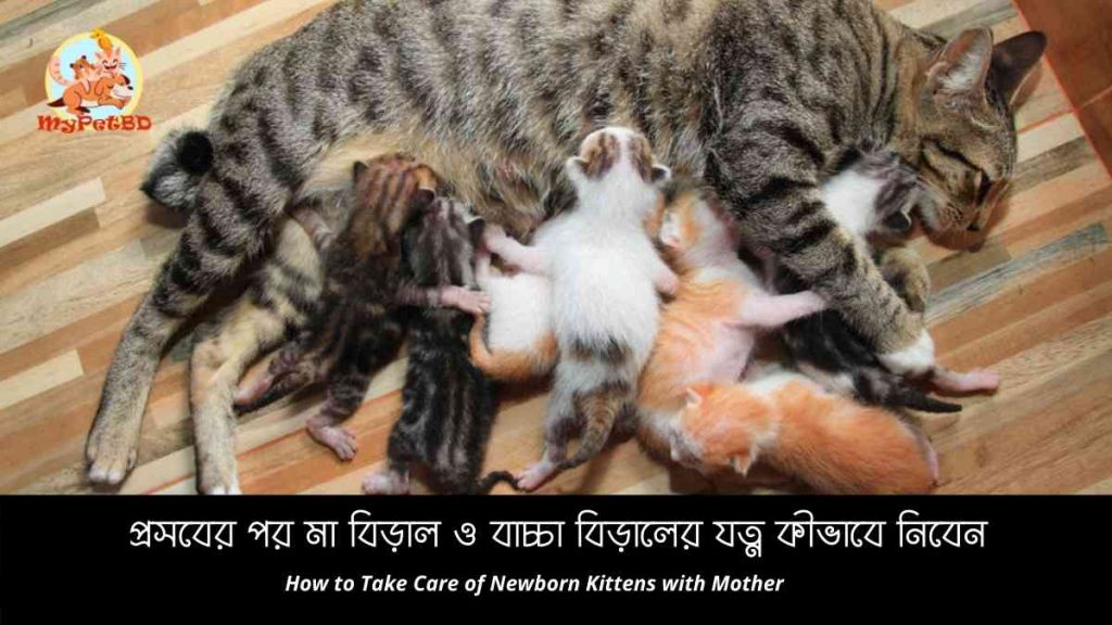 প্রসবের পর মা বিড়াল ও বাচ্চা বিড়ালের যত্ন কীভাবে নিবেন How to Take Care of Newborn Kittens with Mother