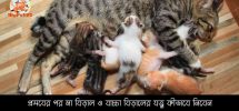 প্রসবের পর মা বিড়াল ও বাচ্চা বিড়ালের যত্ন কীভাবে নিবেন How to Take Care of Newborn Kittens with Mother