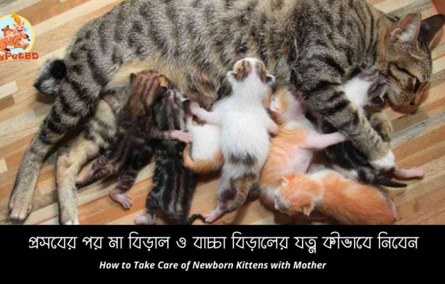 প্রসবের পর মা বিড়াল ও বাচ্চা বিড়ালের যত্ন কীভাবে নিবেন How to Take Care of Newborn Kittens with Mother