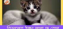 বিড়ালের ঠান্ডা লাগা ফ্লু রোগঃ cat flu
