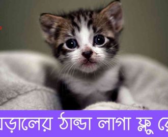বিড়ালের ঠান্ডা লাগা ফ্লু রোগঃ cat flu