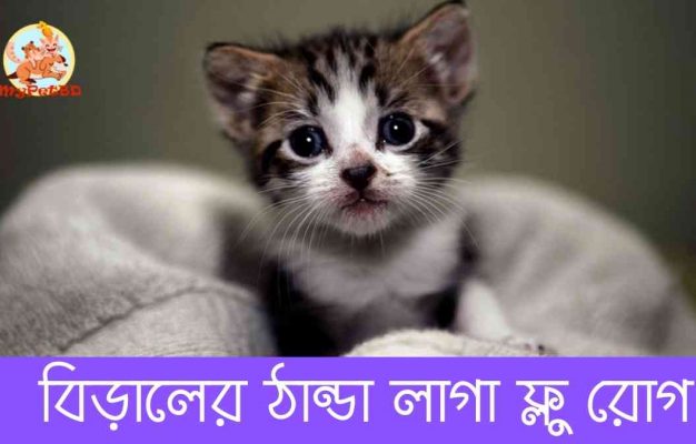 বিড়ালের ঠান্ডা লাগা ফ্লু রোগঃ cat flu