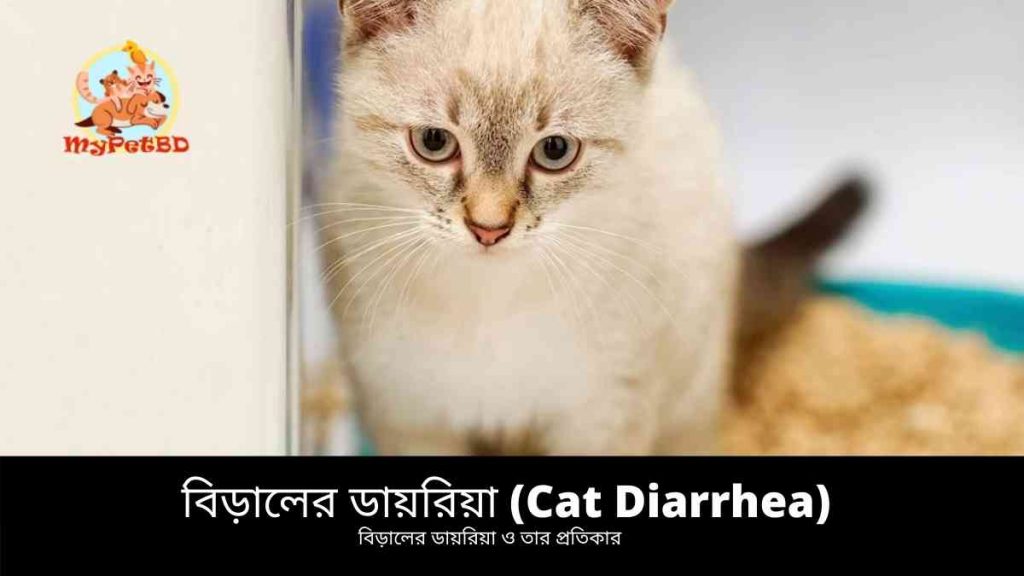 বিড়ালের ডায়রিয়া (Cat Diarrhea) ও তার প্রতিকার