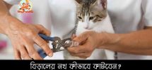 বিড়ালের নখ কীভাবে কাটবেন Cat Nail Clipping