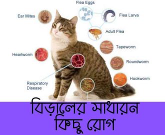 বিড়ালের সাধারন কিছু রোগ Common Cat Diseases