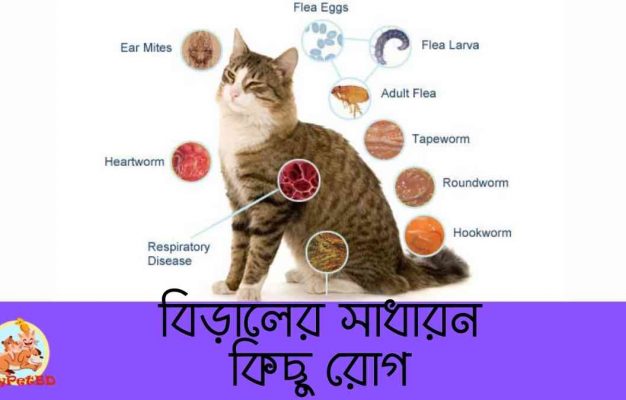 বিড়ালের সাধারন কিছু রোগ Common Cat Diseases