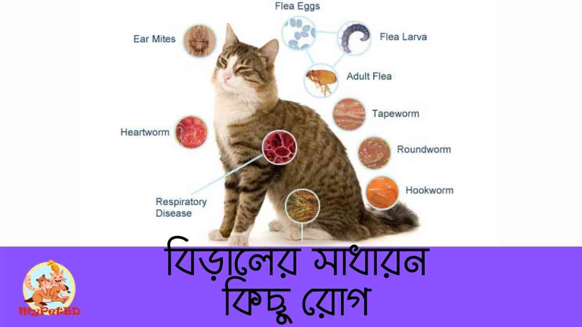 বিড়ালের সাধারন কিছু রোগ Common Cat Diseases