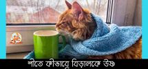 শীতে কীভাবে বিড়ালকে উষ্ণ ও হেলদি রাখবেন How to Keep Cats Warm in Winter
