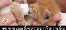 সদ্য জন্ম নেয়া বিড়ালছানার সঠিক যত্ন নিন Newborn Kitten Care
