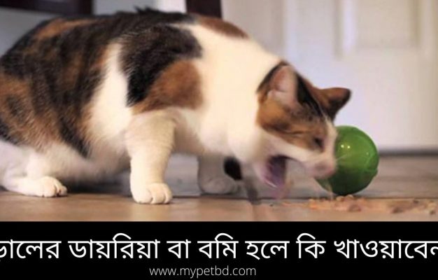 কি কারণে বিড়ালের ডায়রিয়া বা বমি হতে পারে? বিভিন্ন কারণ যেমন বেশী খাবার গ্রহন, হজম না হওয়া, হুট করে বিড়ালের খাদ্যাভ্যাসে পরিবর্তন আনা, অথবা বাসি পচা খাবার খেতে দেয়া ইত্যাদির জন্য বিড়ালের বমি বা ডায়রিয়া হতে পারে। এছাড়াও বিভিন্ন রোগ যেমন প্যারাসাইটস ইনফেকশন, ক্যান্সার, কিডনি লিভার ডিজিজ ইত্যাদি রোগের উপসর্গ হিসেবেও বিড়ালের বমি বা ডায়রিয়া দেখা দিতে পারে।