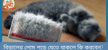 বিড়ালের লোম পড়ে যেতে থাকলে কি করবেন
